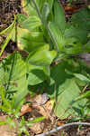 Common Leopardbane